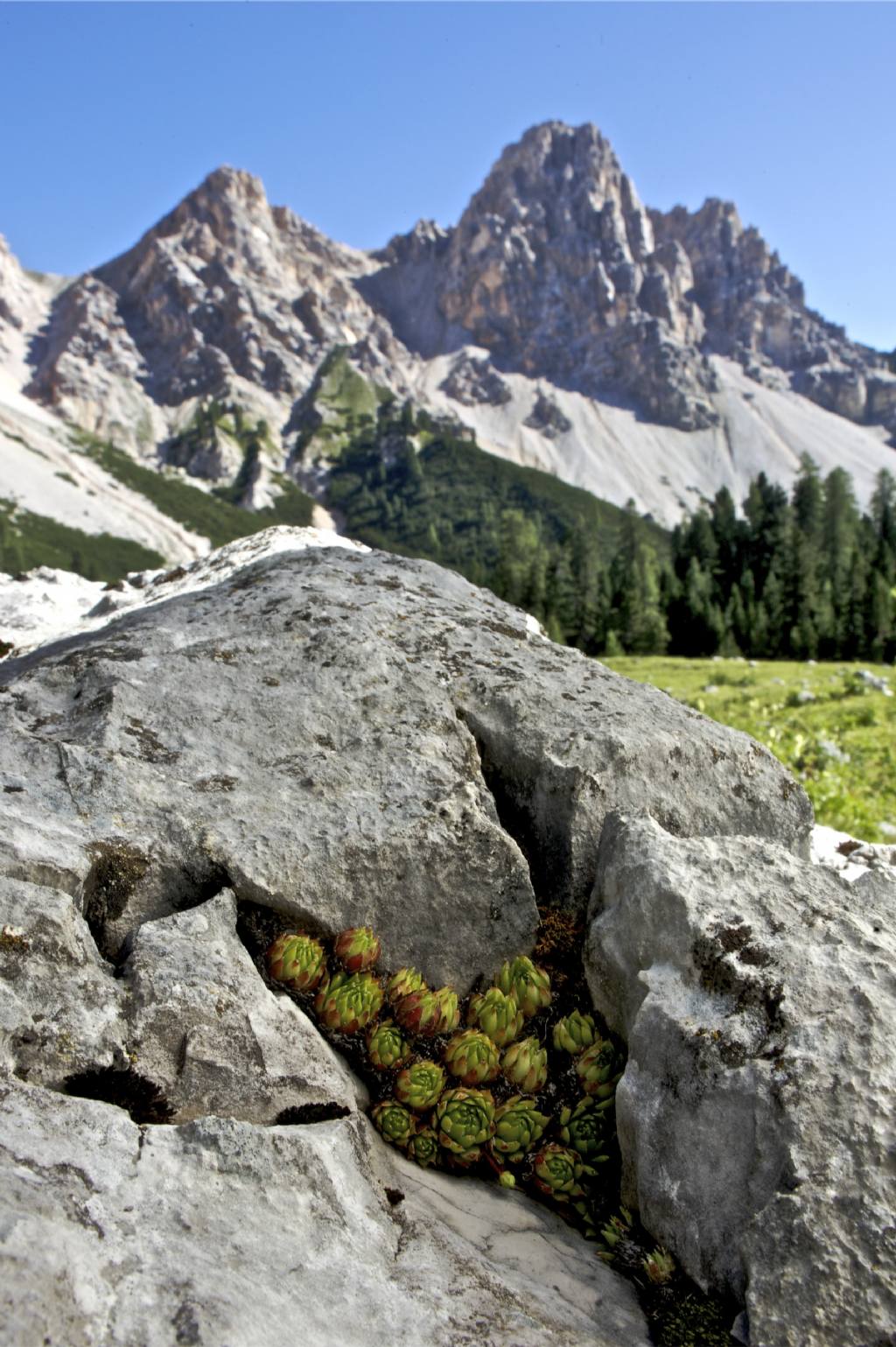 Sempervivum dolomiticum / Semprevivo delle Dolomiti
